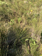 Bobartia longicyma