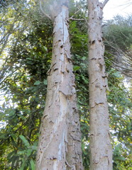 Knightia excelsa