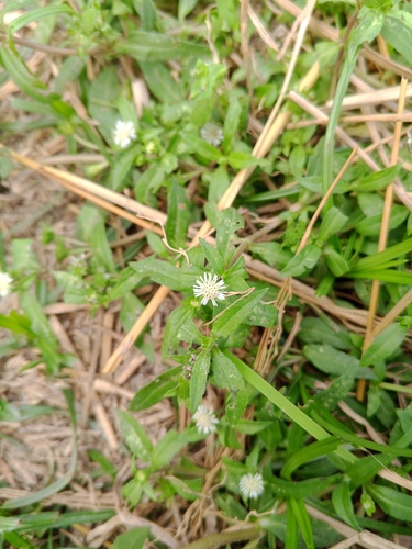 False Daisy
