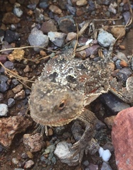 Phrynosoma hernandesi