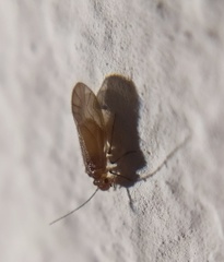 Valenzuela burmeisteri