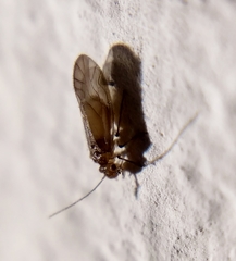 Valenzuela burmeisteri