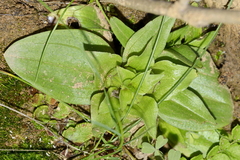Satyrium pumilum