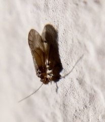 Valenzuela burmeisteri