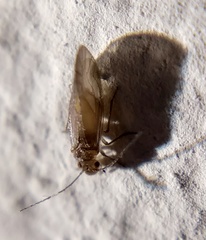 Valenzuela burmeisteri