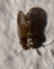 Valenzuela burmeisteri