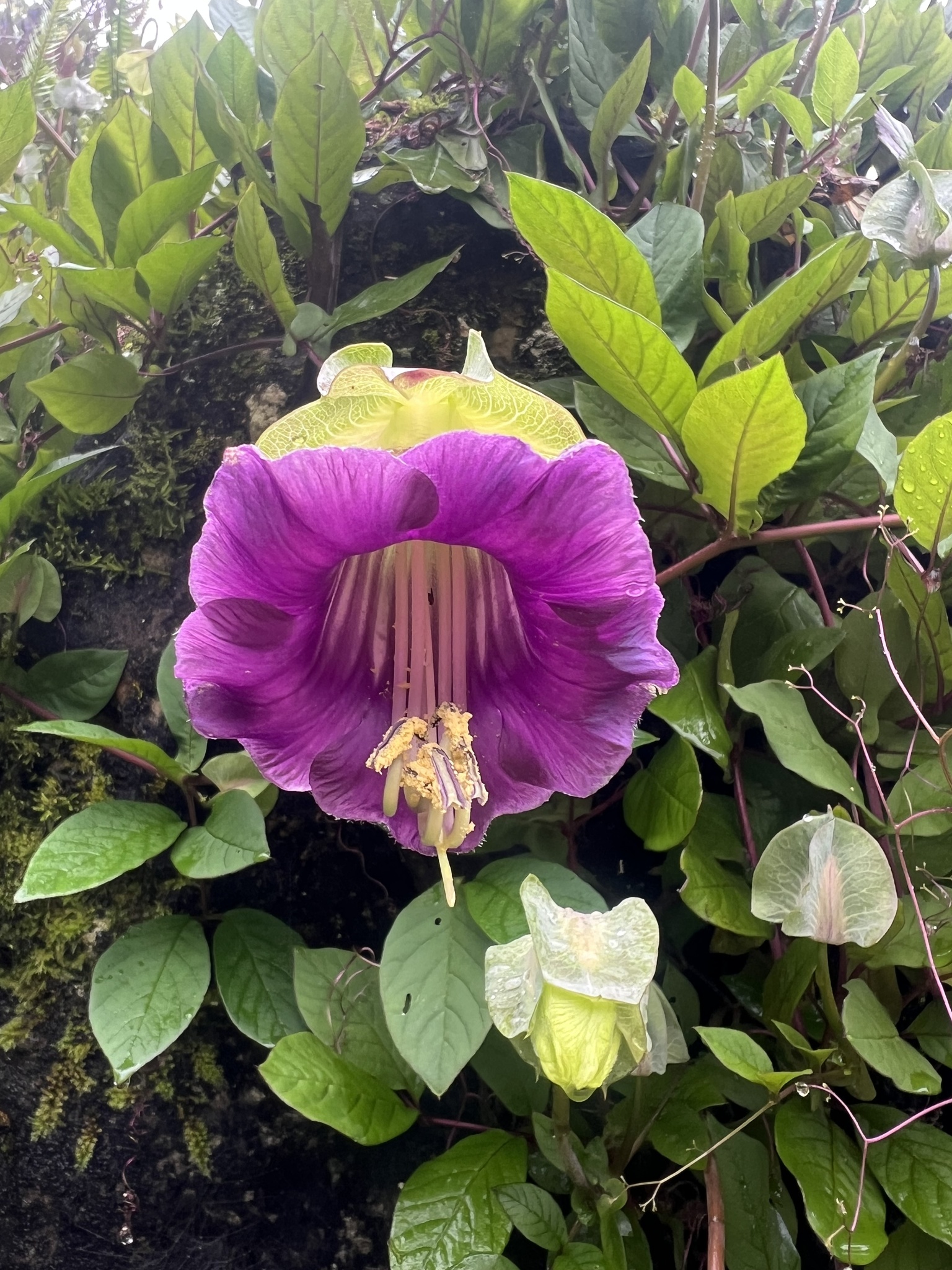 Cobaea scandens (Cobaea scandens)