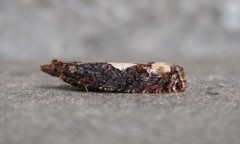 Epinotia trigonella