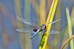 Celithemis martha