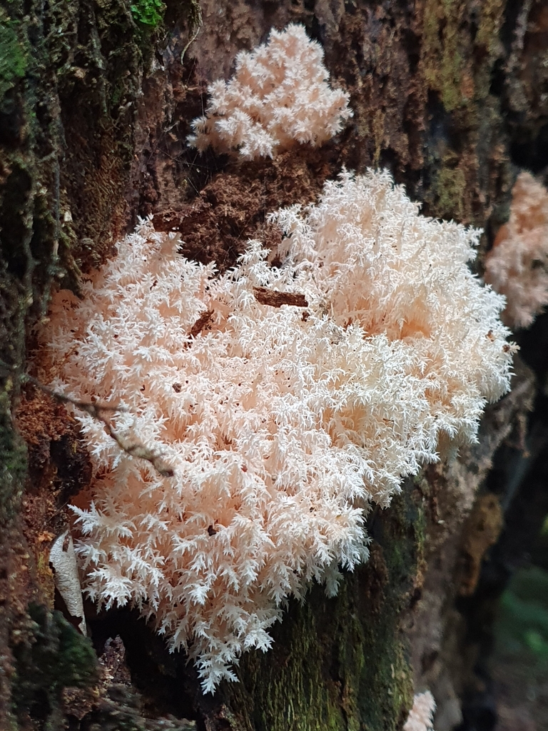 Hericium novae-zealandiae · May 2025 · photo: © corli (iNaturalist, cc-by)