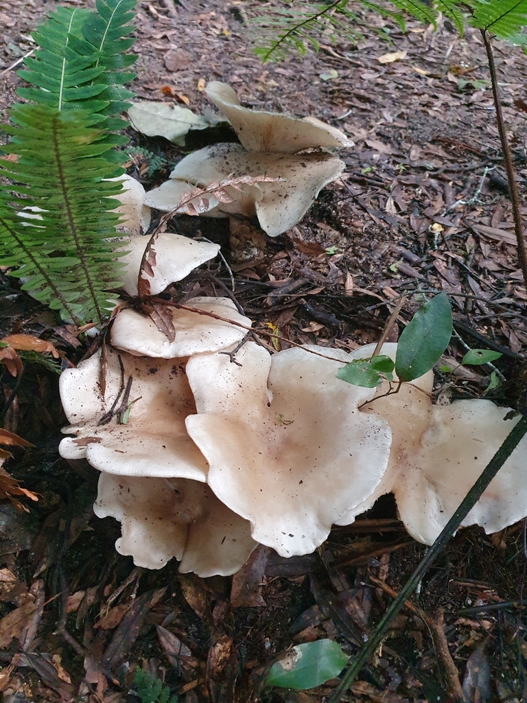 Clitocybe nebularis · May 2025 · photo: © corli (iNaturalist, cc-by)