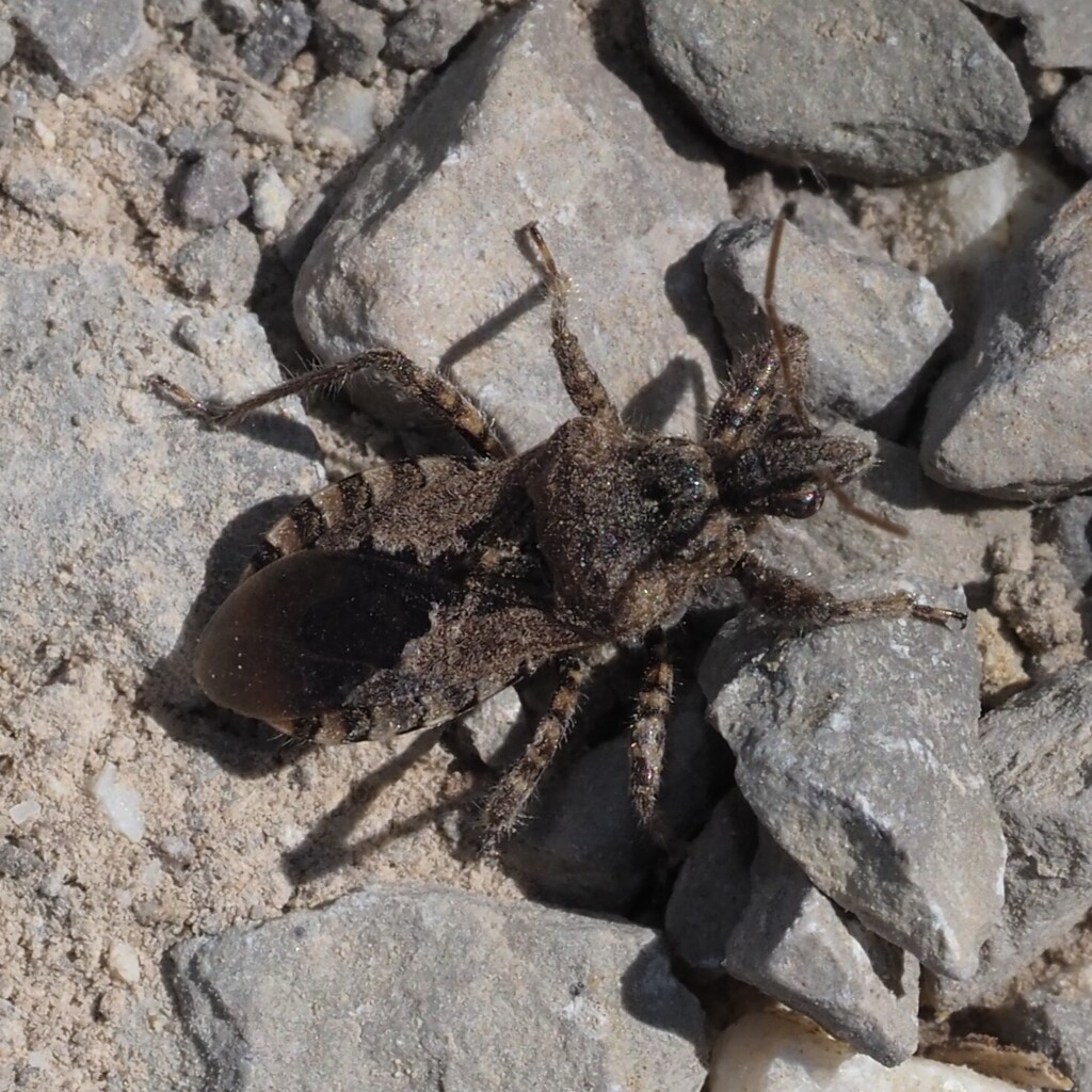 Coranus griseus