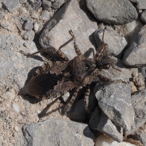 Coranus griseus