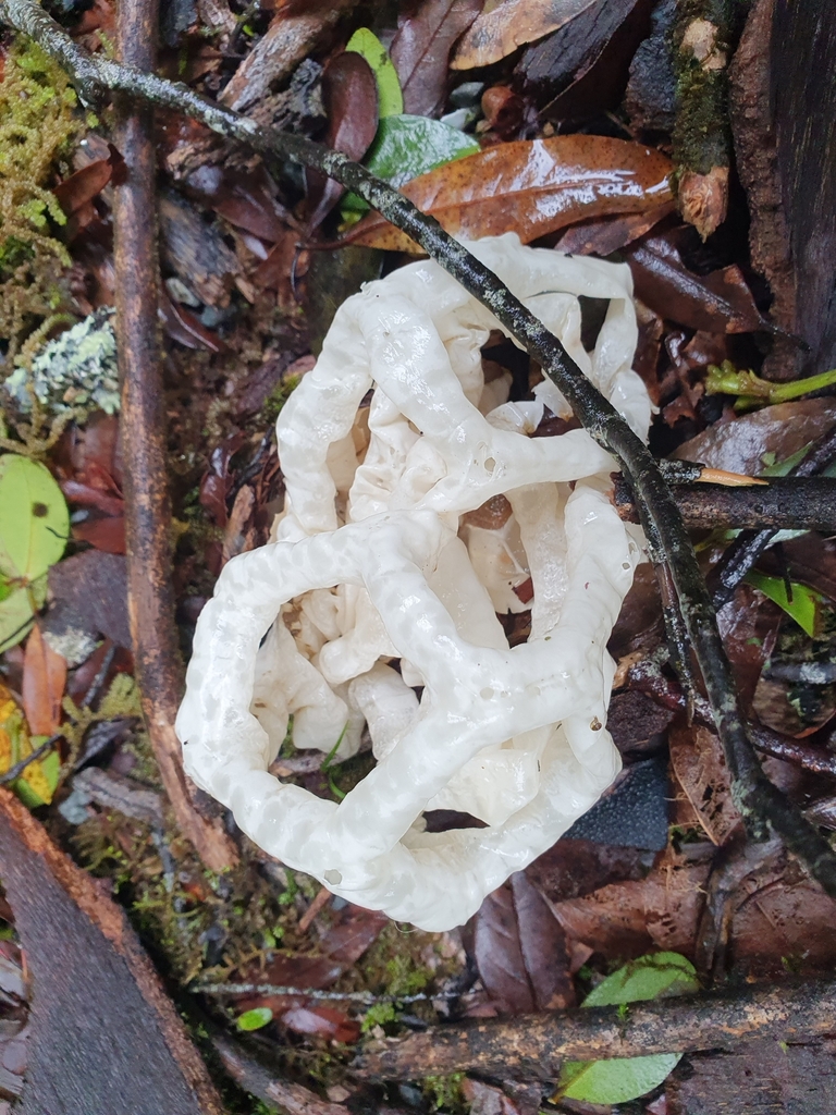 Ileodictyon cibarium · May 2025 · photo: © corli (iNaturalist, cc-by)