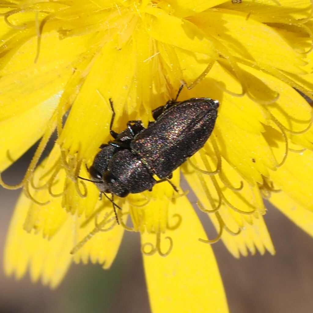 Anthaxia sepulchralis