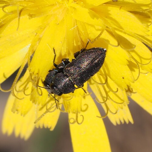 Anthaxia sepulchralis