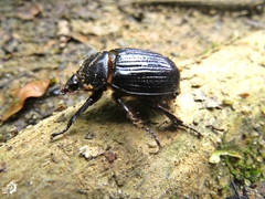 Bothynus exaratus