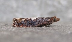 Epinotia trigonella