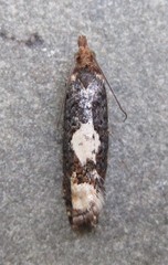 Epinotia trigonella
