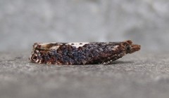 Epinotia trigonella