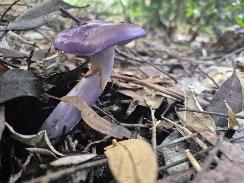 Cortinarius archeri · June 2025 · photo: © olliesaurus (iNaturalist, CC)