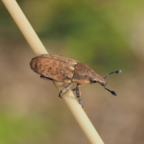 Trachydemus inquinatus
