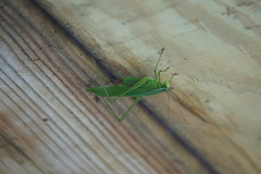 Scudderia curvicauda