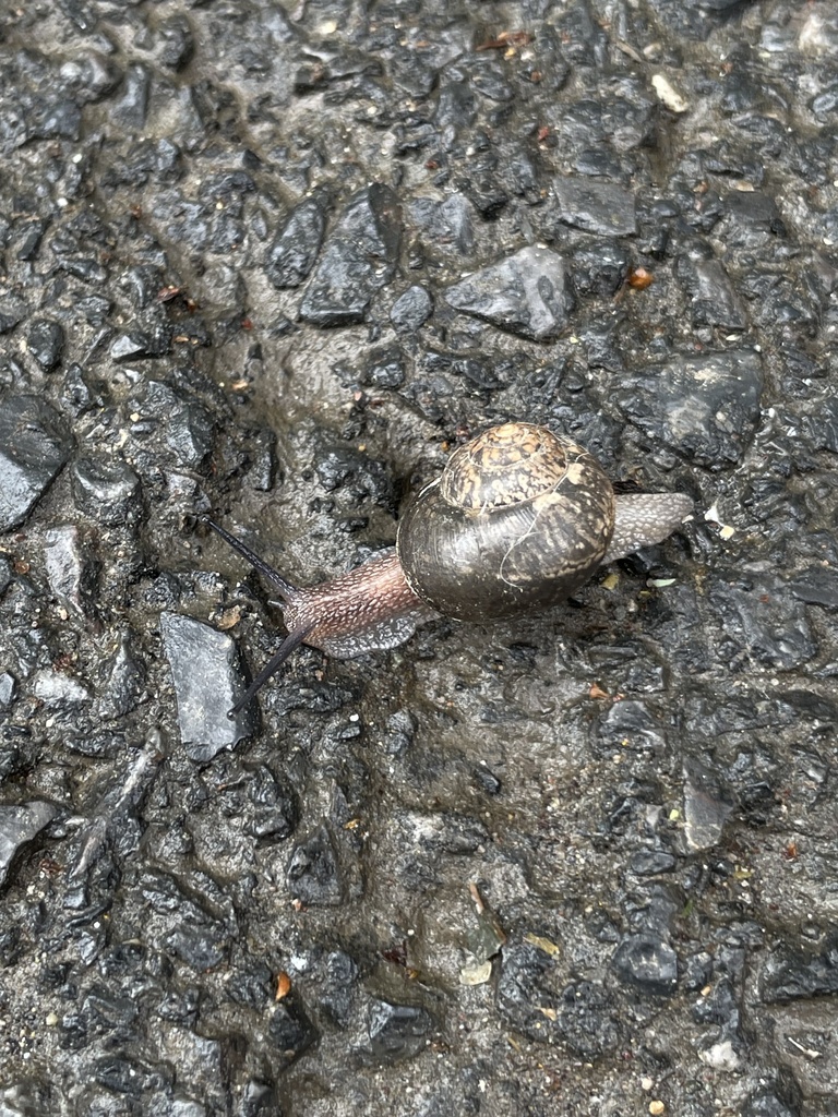 Acusta lineolata
