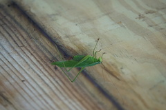 Scudderia curvicauda