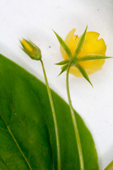 Lysimachia nemorum