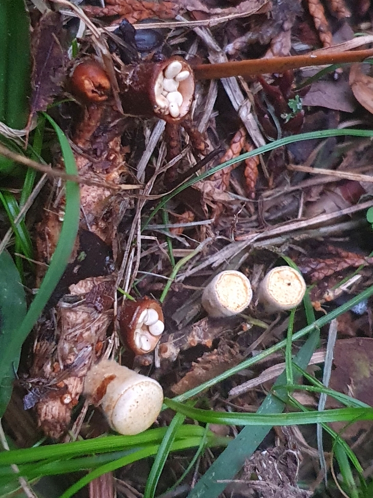 Crucibulum simile · May 2025 · photo: © corli (iNaturalist, cc-by)