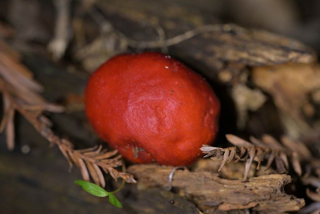 Leratiomyces erythrocephalus · May 2025 · photo: © christopherstephens (iNaturalist, cc-by)
