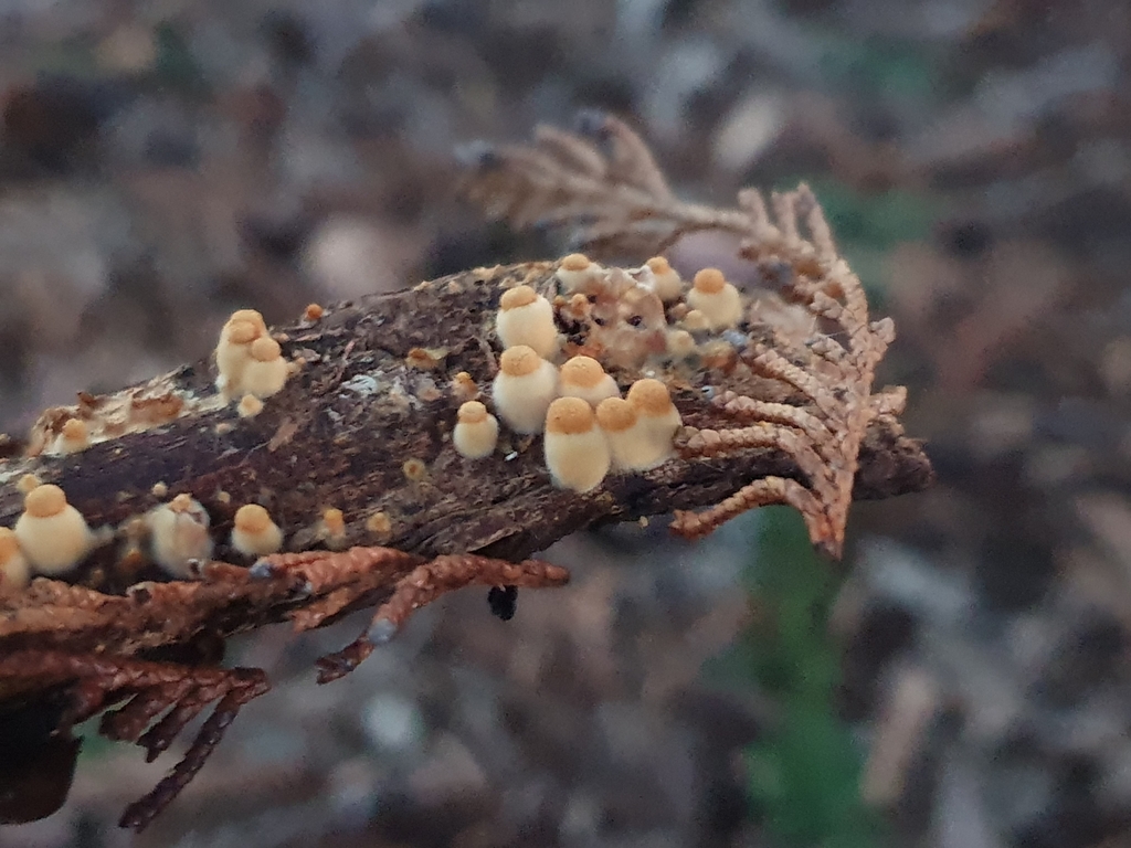 Crucibulum simile · May 2025 · photo: © corli (iNaturalist, cc-by)