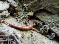 Speleomantes italicus