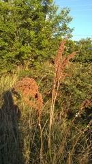 Rumex patientia orientalis