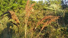 Rumex patientia orientalis