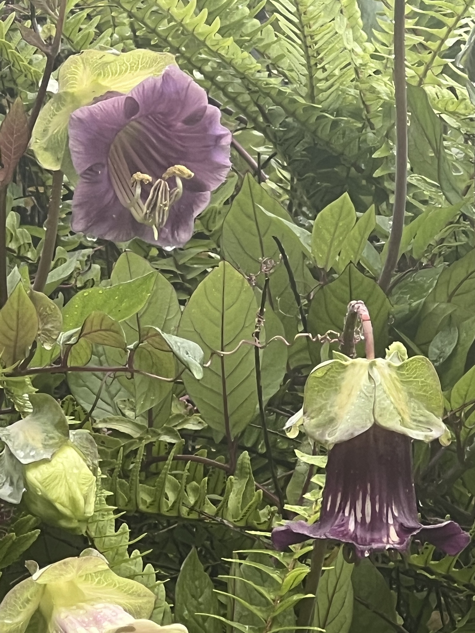 Cobaea scandens — ảnh 2