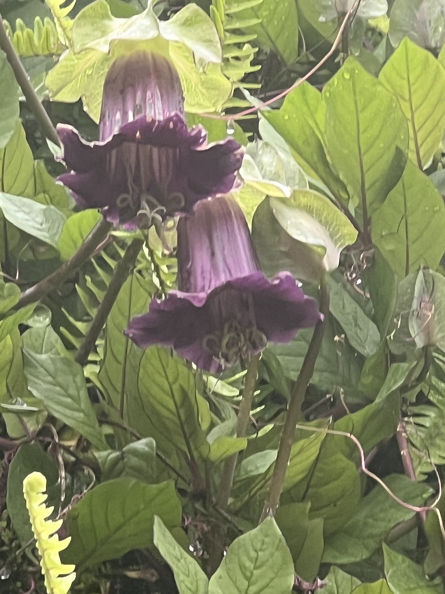 Cobaea scandens — ảnh 3