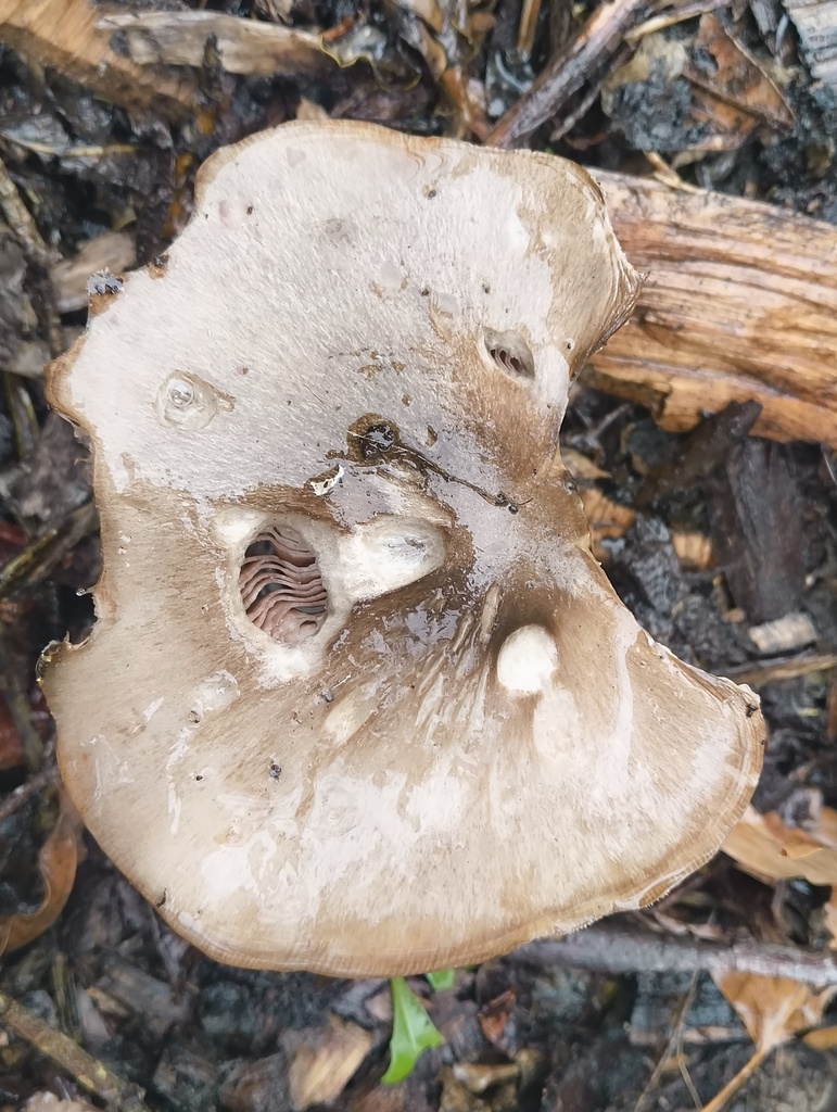 Volvopluteus gloiocephalus · June 2025 · photo: © zedt (iNaturalist, cc-by)