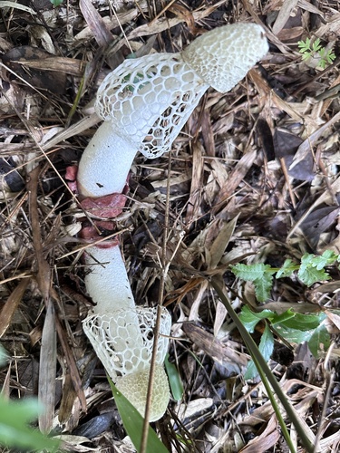 Phallus rubrovolvatus