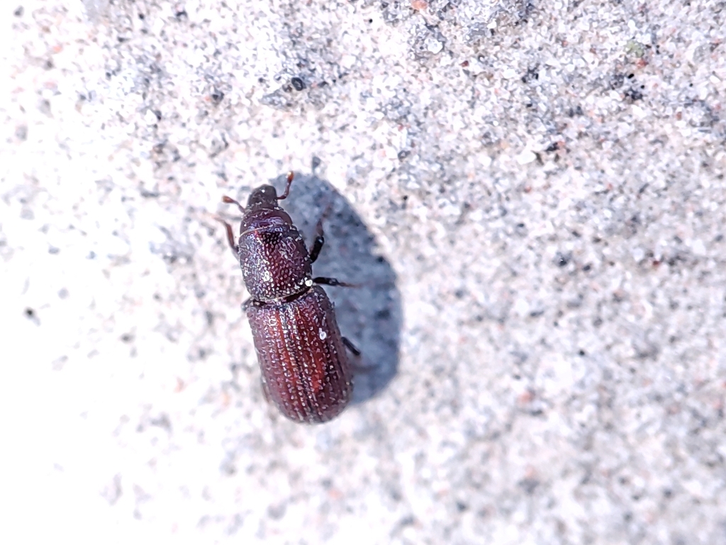 Hexarthrum exiguum