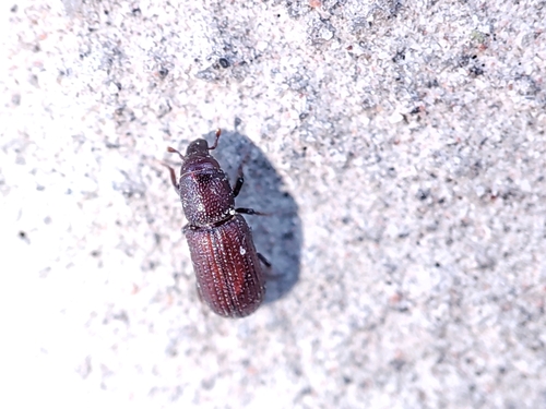 Cosson de l'aubier