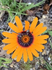 Ursinia calenduliflora