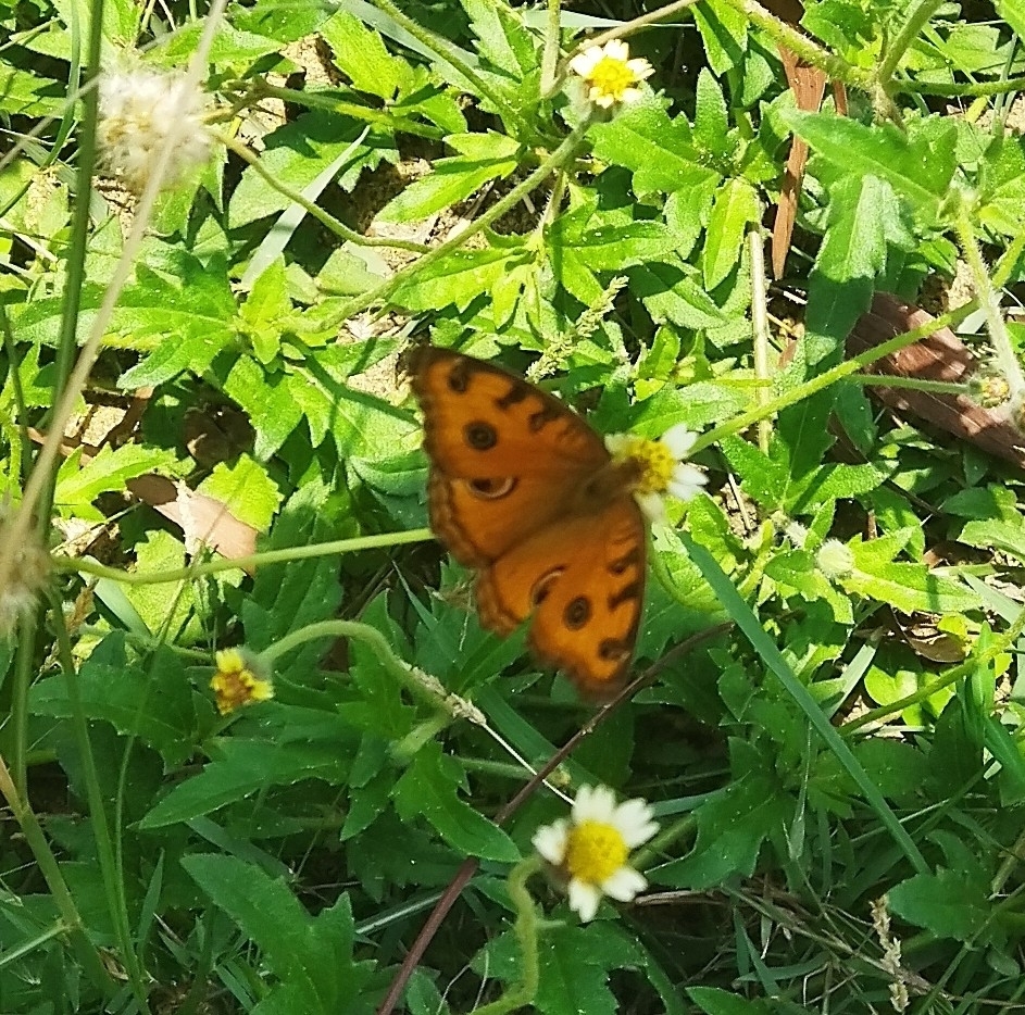 Peacock Pansy