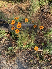 Ursinia calenduliflora