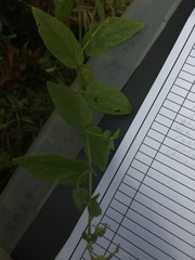 Scutellaria galericulata
