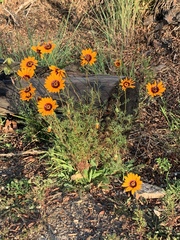 Ursinia calenduliflora
