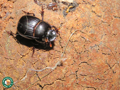 Dichotomius nisus