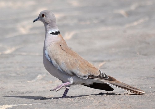 Foto de African Collared Dove