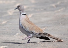African Collared Dove photo 3